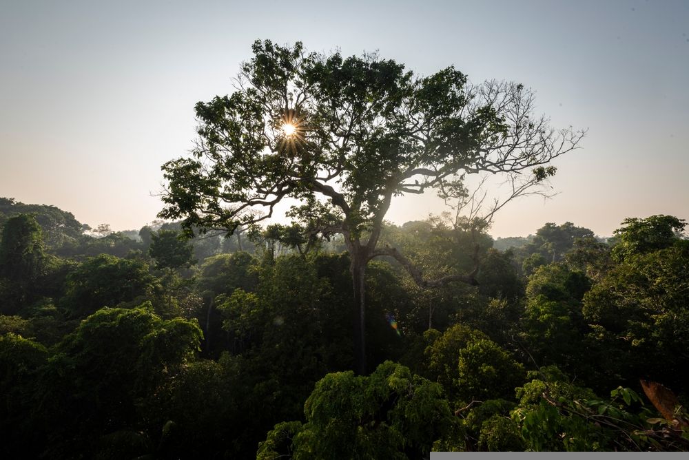 A Brazil nut tree in the Amazon rainforest