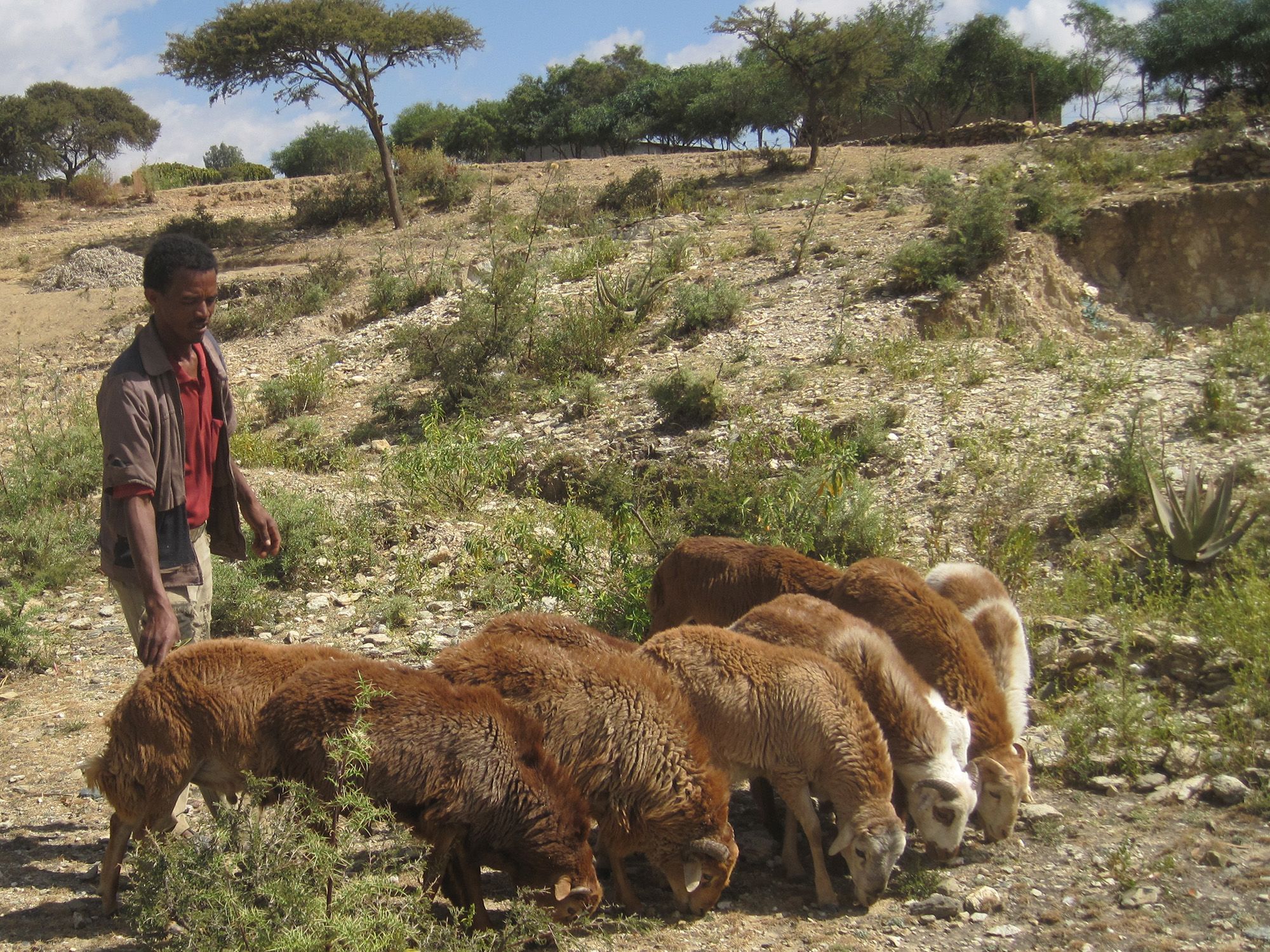 A man stands with a herd of goats in Ethiopia.