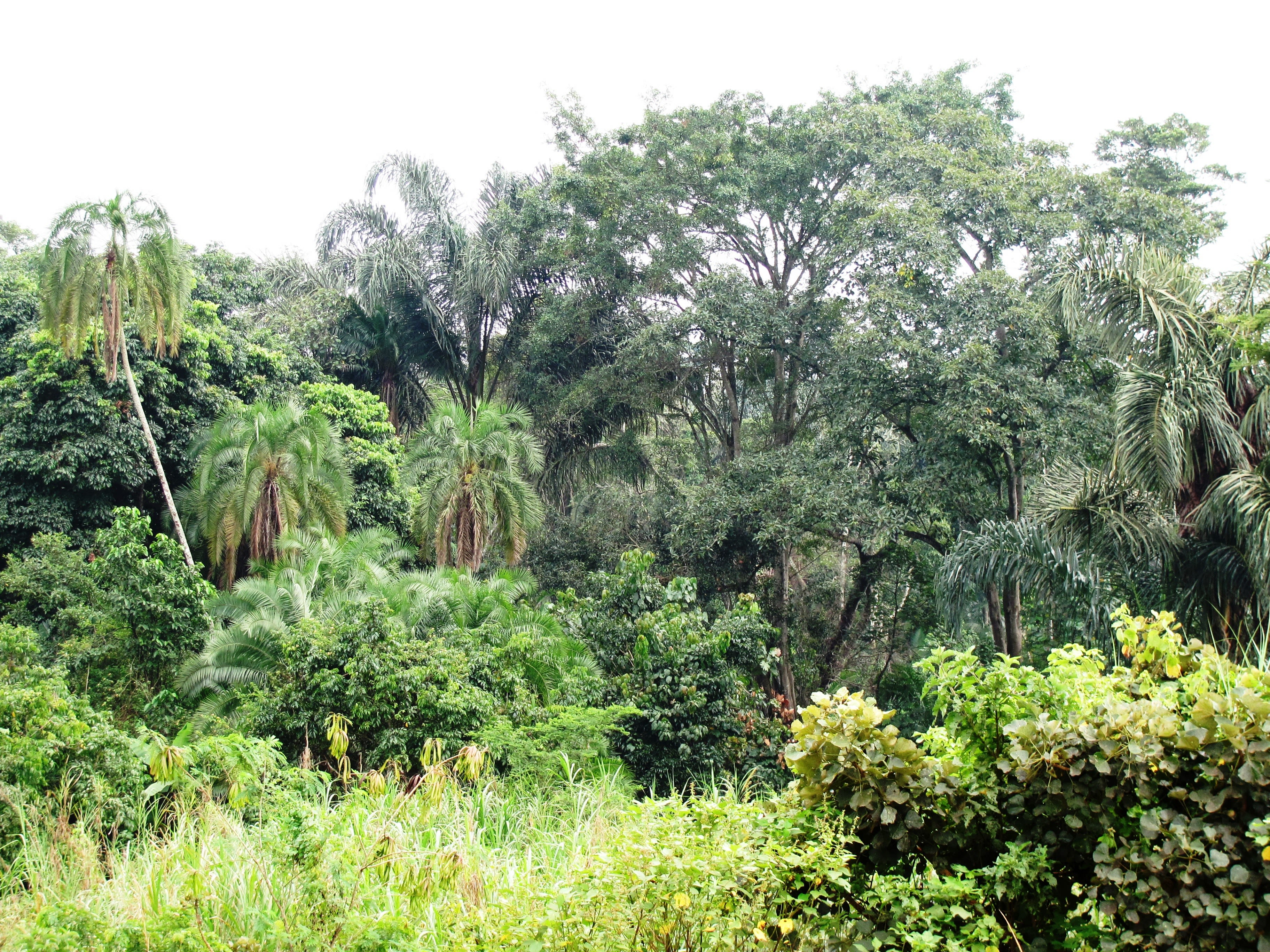 Photo of a forest in Uganda