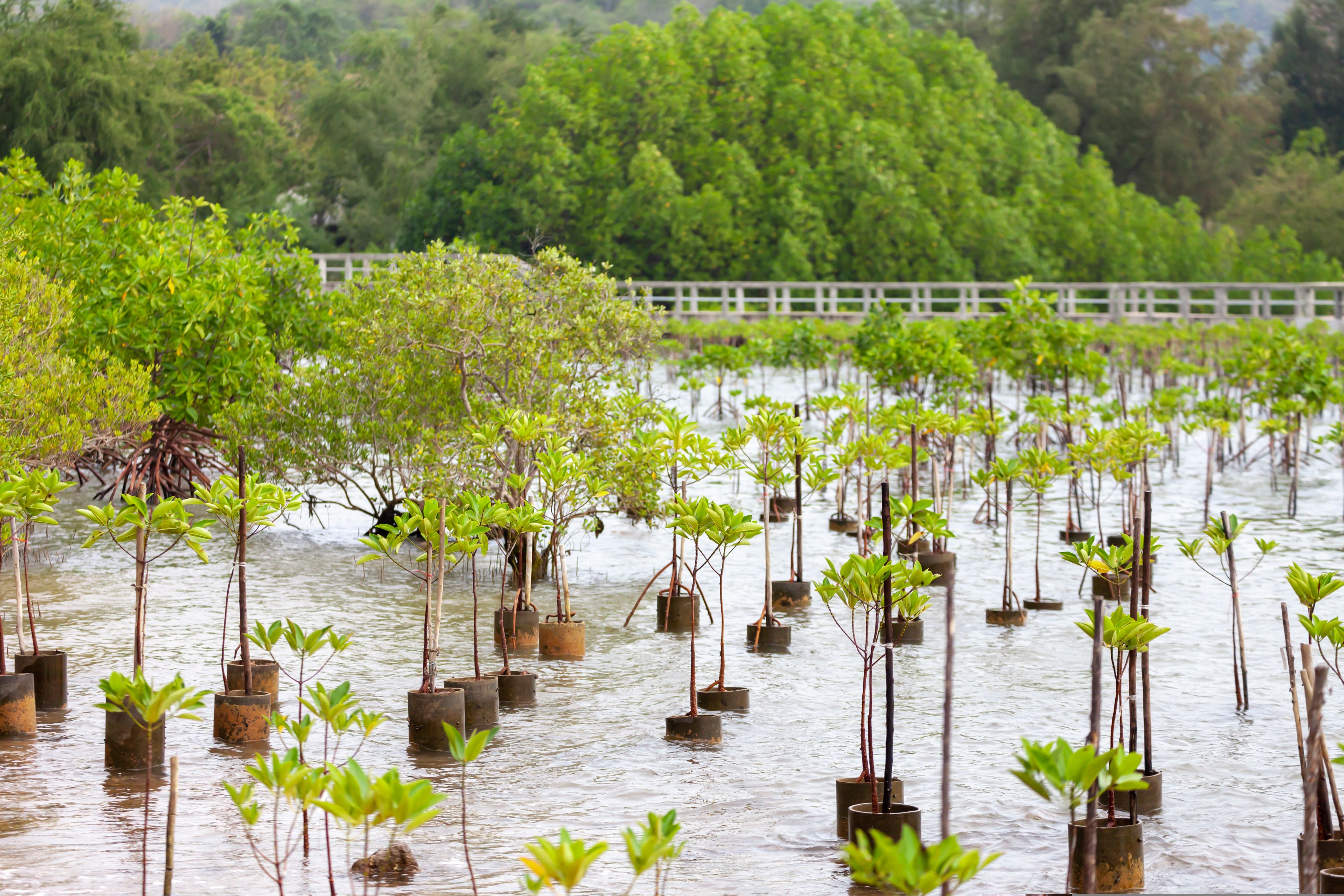 Photo of replanting and rewilding mangroves forest for sustainability. The photographer is Akawarut on Shutterstock.com.
